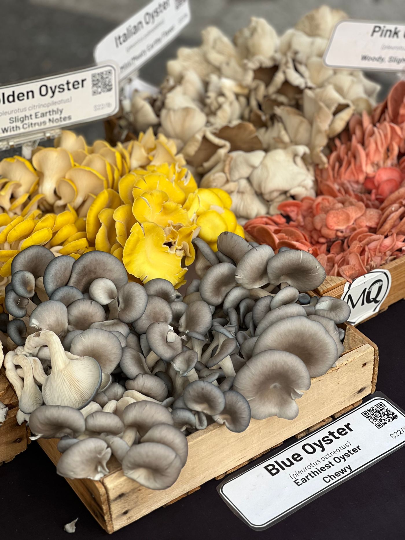 Colorful golden, pink, blue, and Italian oyster mushroom varieties