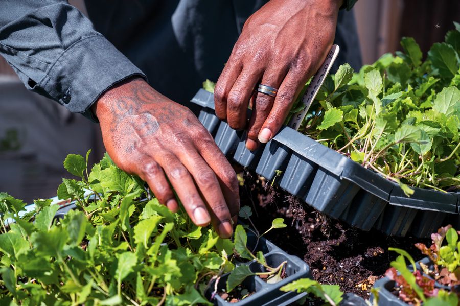 Hands tending trays of young microgreens